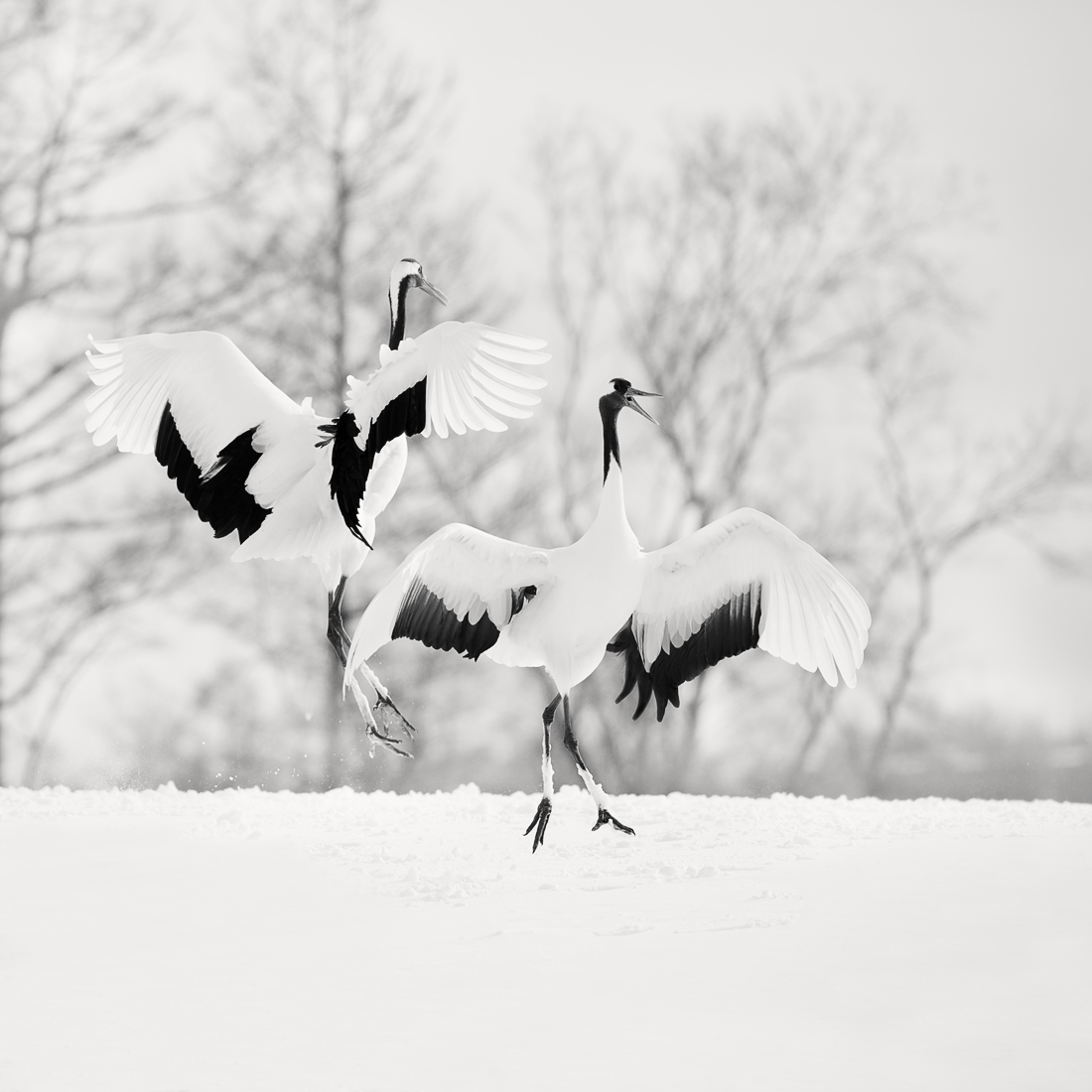 Tsuru
