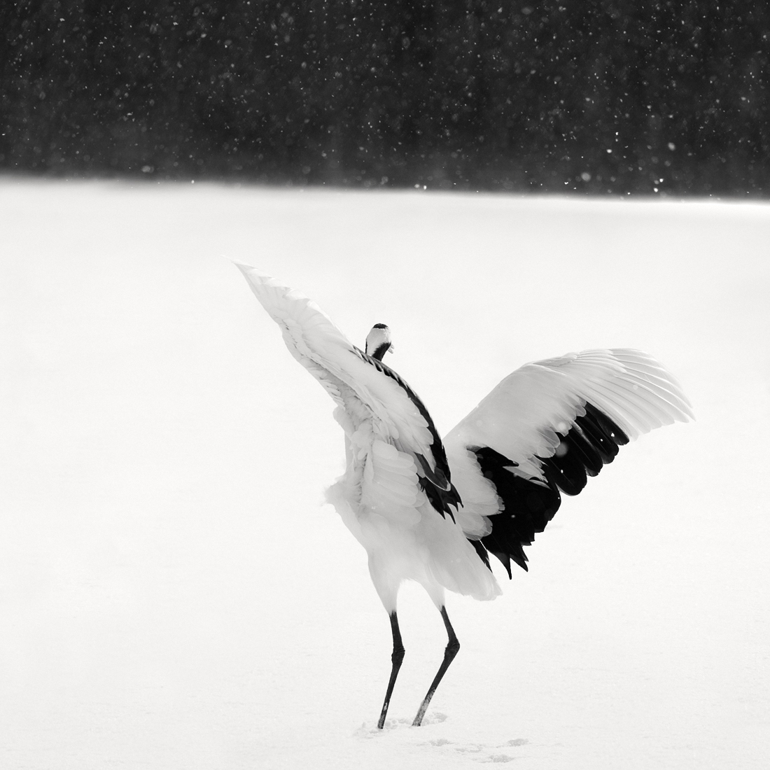 Tsuru