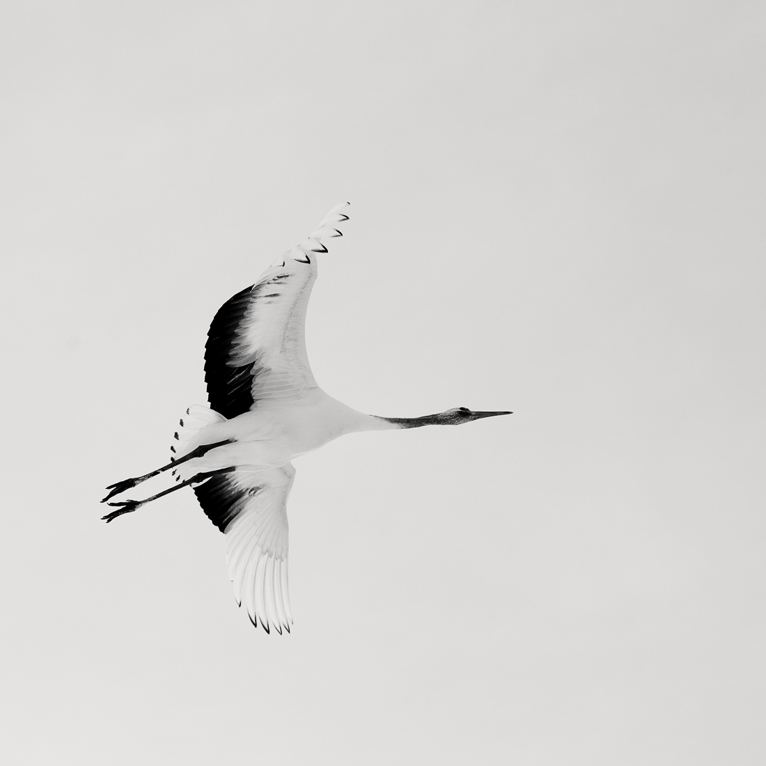 Tsuru