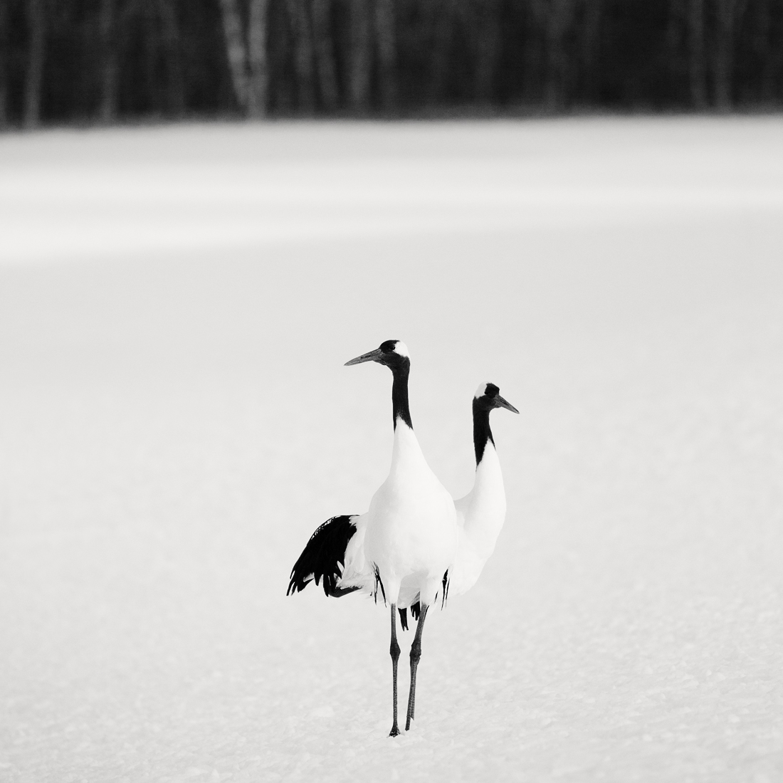 Tsuru