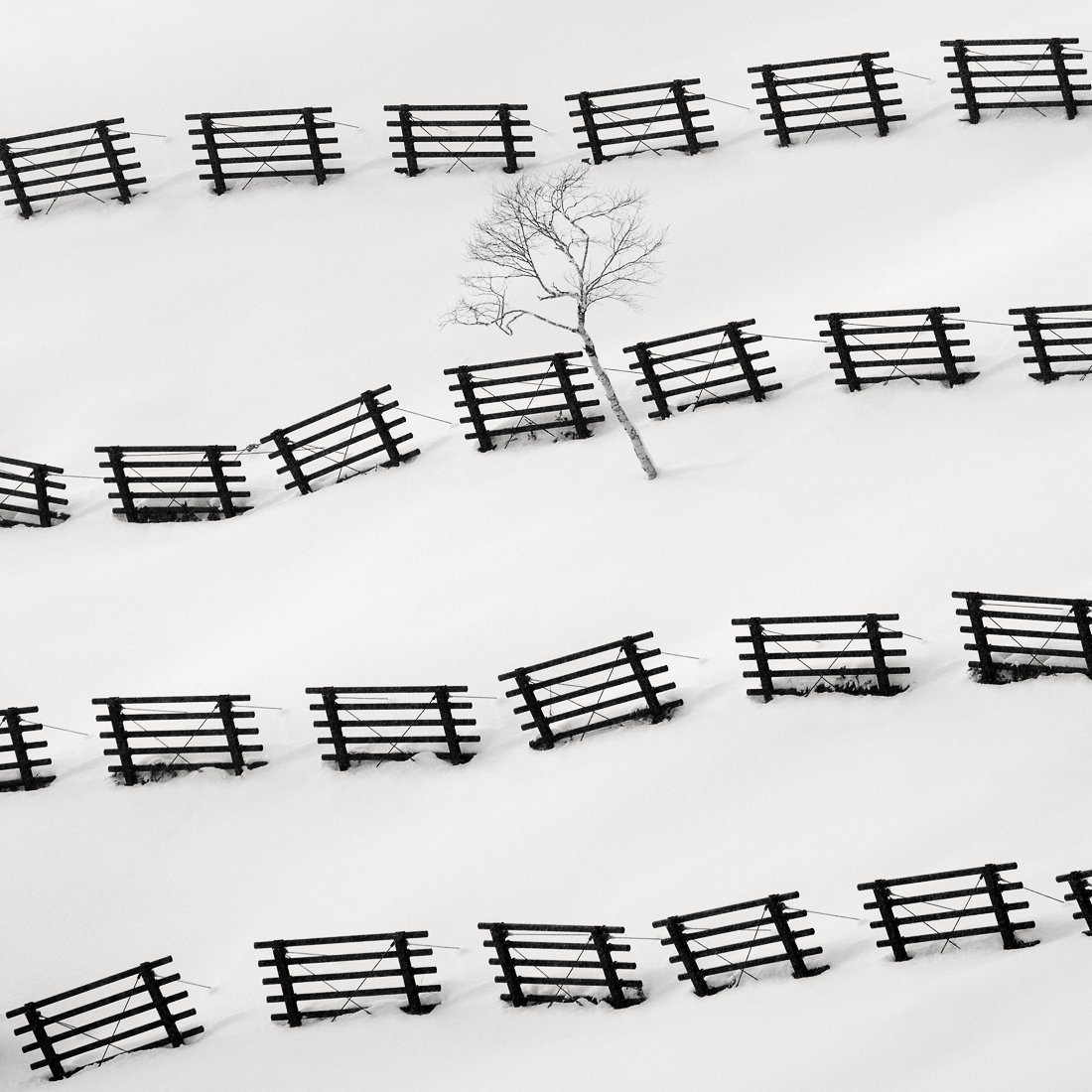 Snow Fences