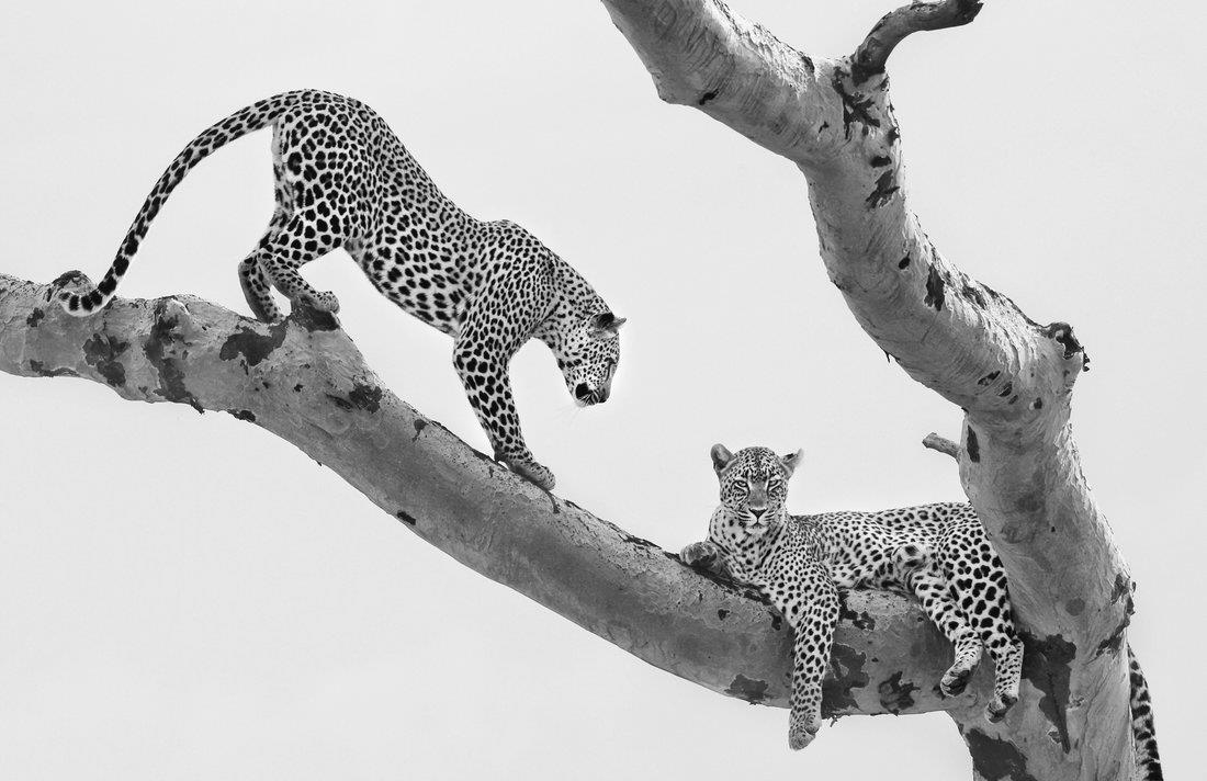 spotted duet