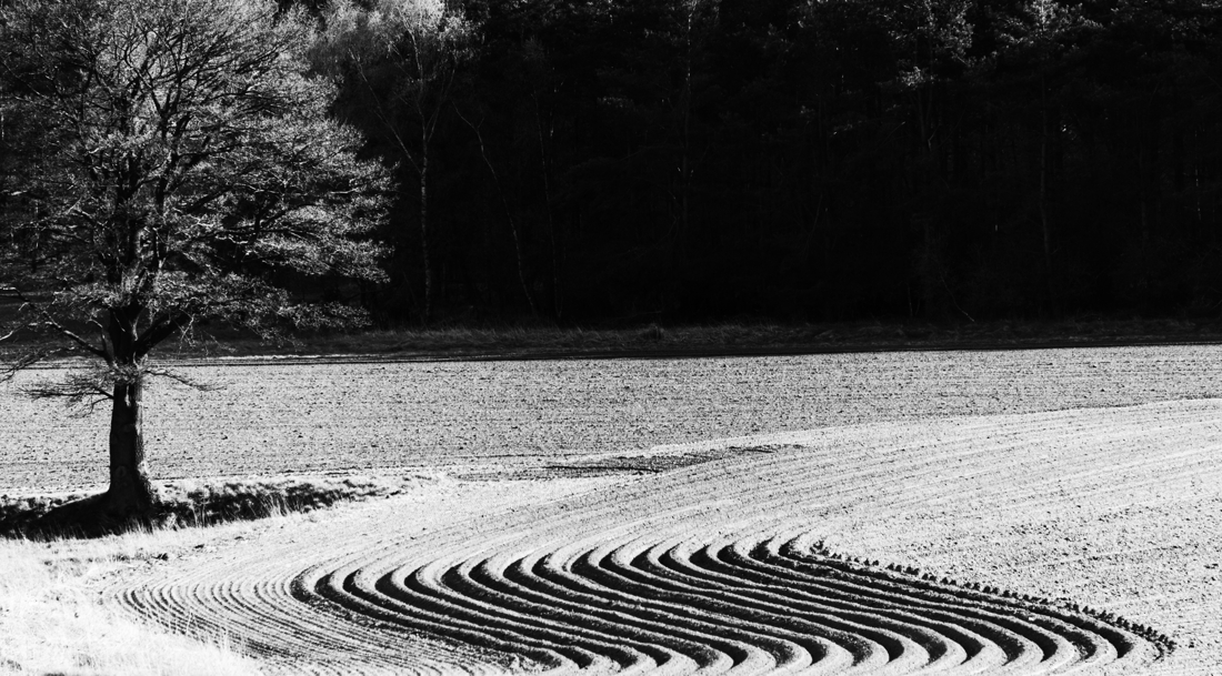Potato Zen Garden
