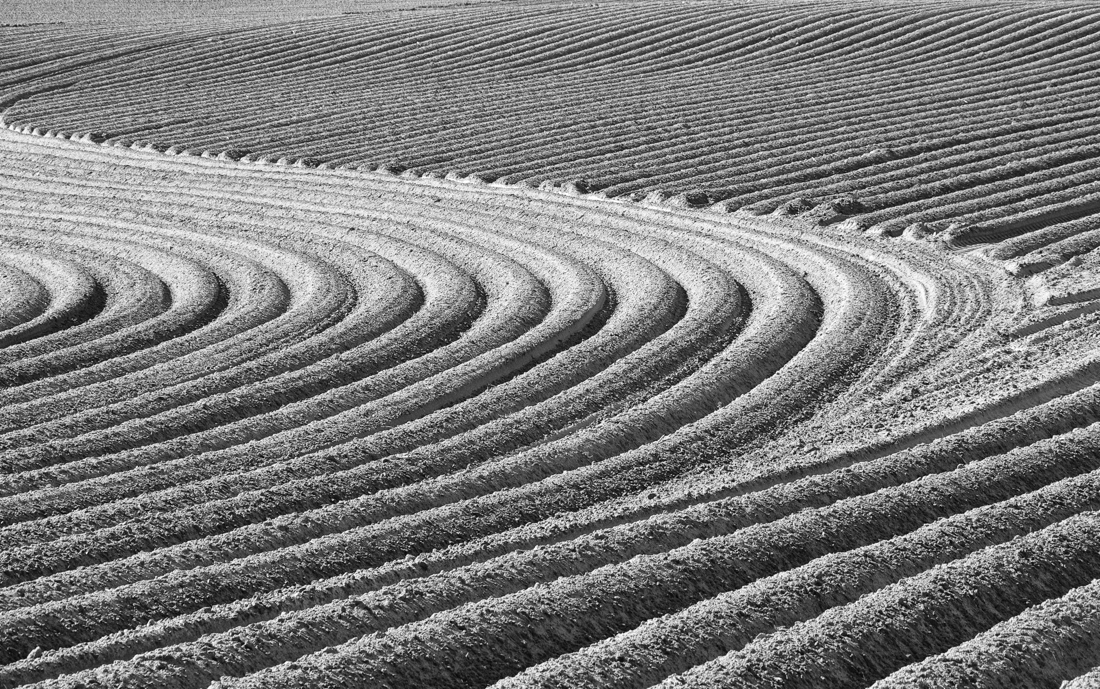 Potato Zen Garden