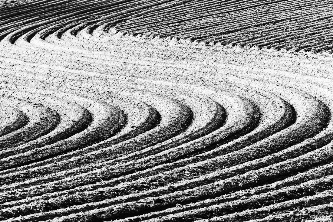 Potato Zen Garden