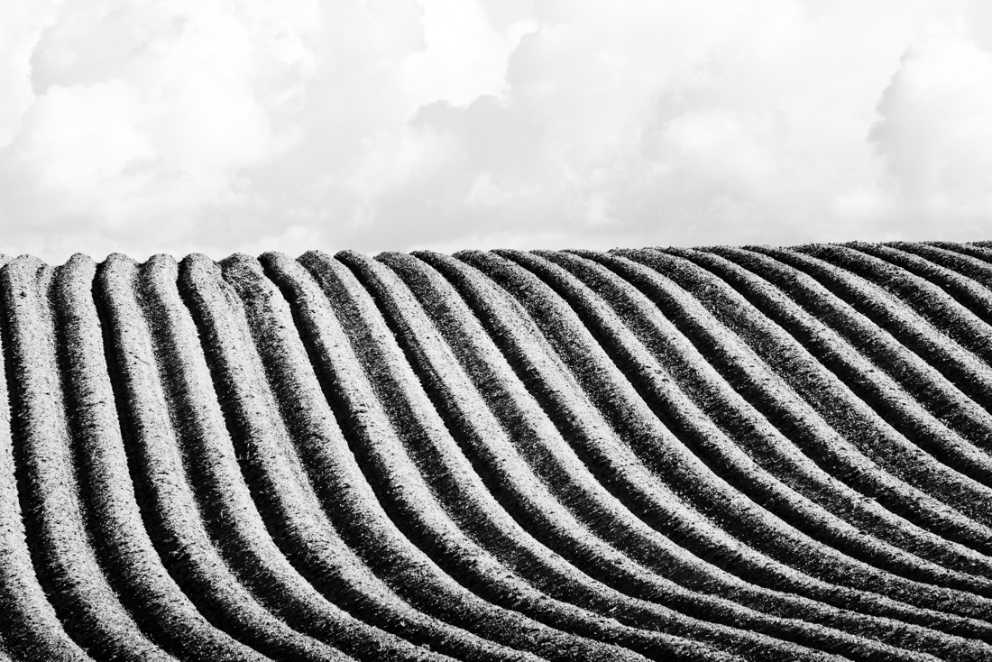 Potato Zen Garden