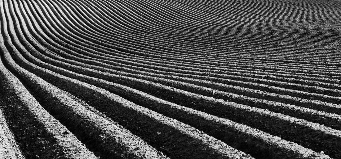 Potato Zen Garden
