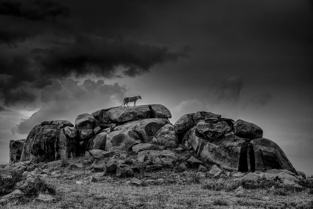 Serengeti wildlife and clouds