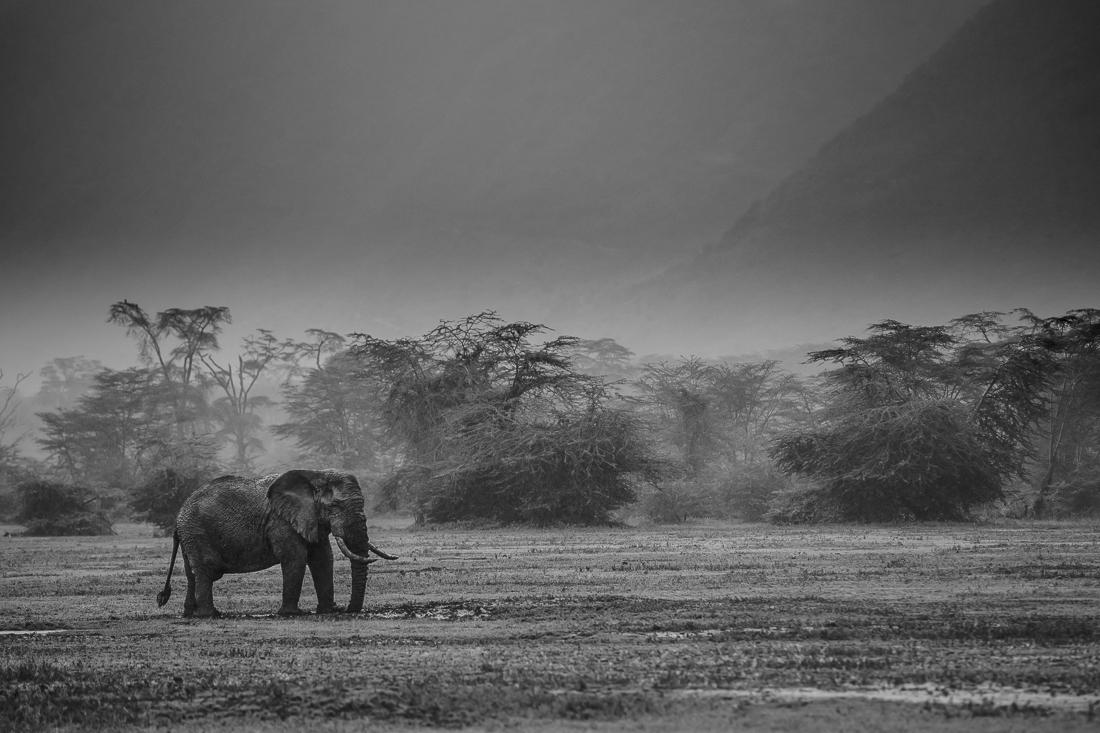 Serengeti wildlife and clouds