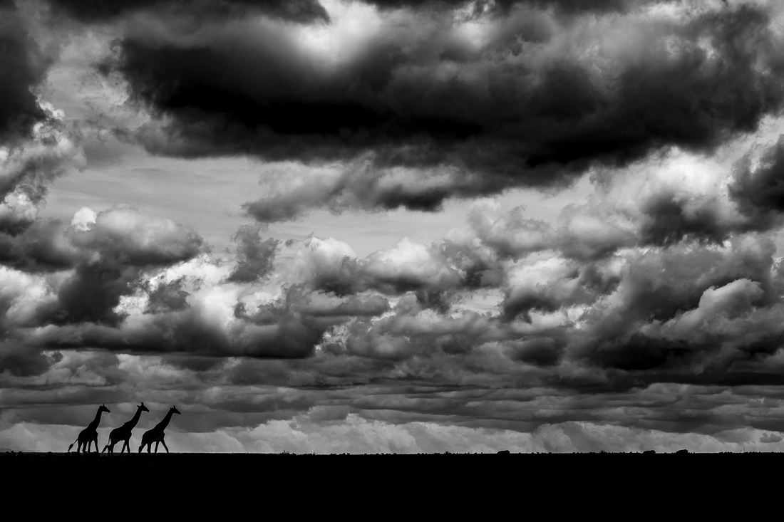 Serengeti wildlife and clouds
