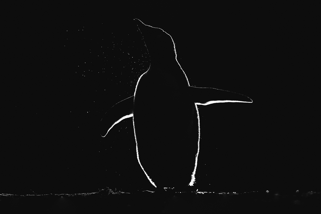 Backlight Penguin