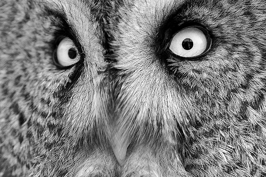 Portraits of wild Great Grey Owls