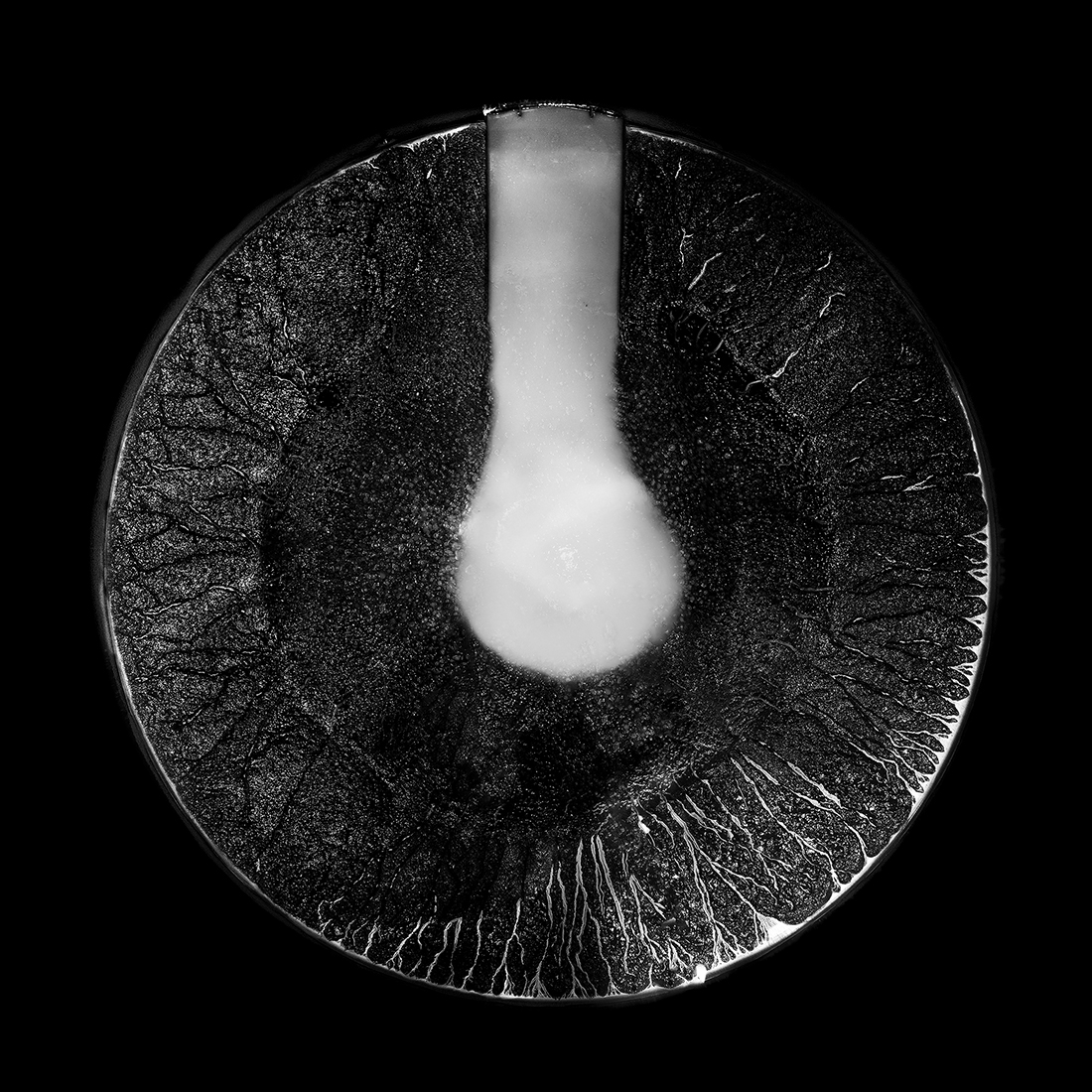 Cosmogony of Wine
