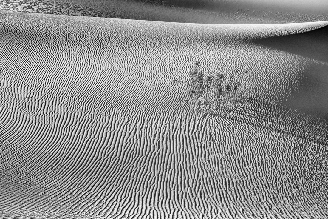 The Spirit of the Desert