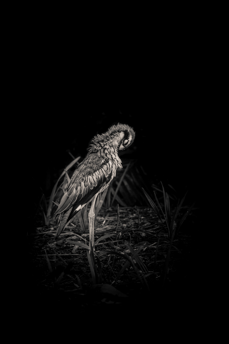 The Curious Curlew