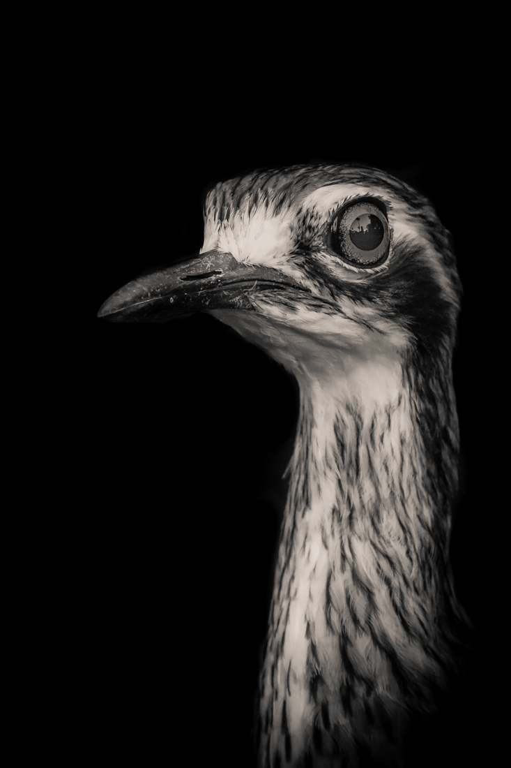 The Curious Curlew