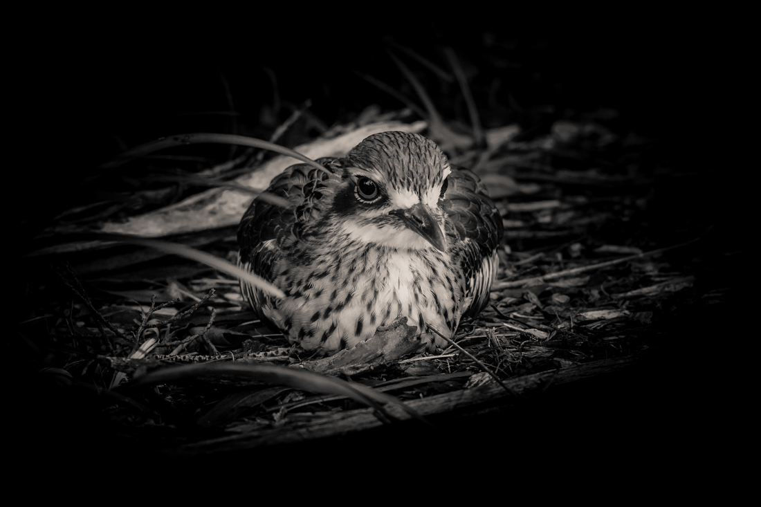 The Curious Curlew
