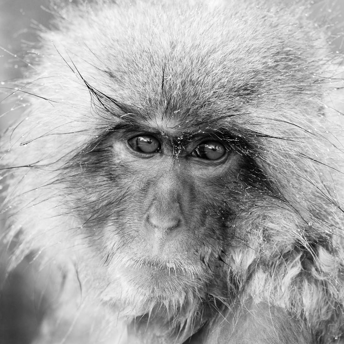 Icy Stare