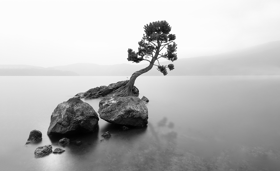 Lake Tree