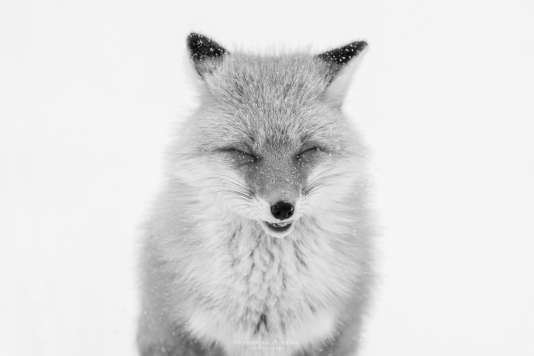 Fox in winter