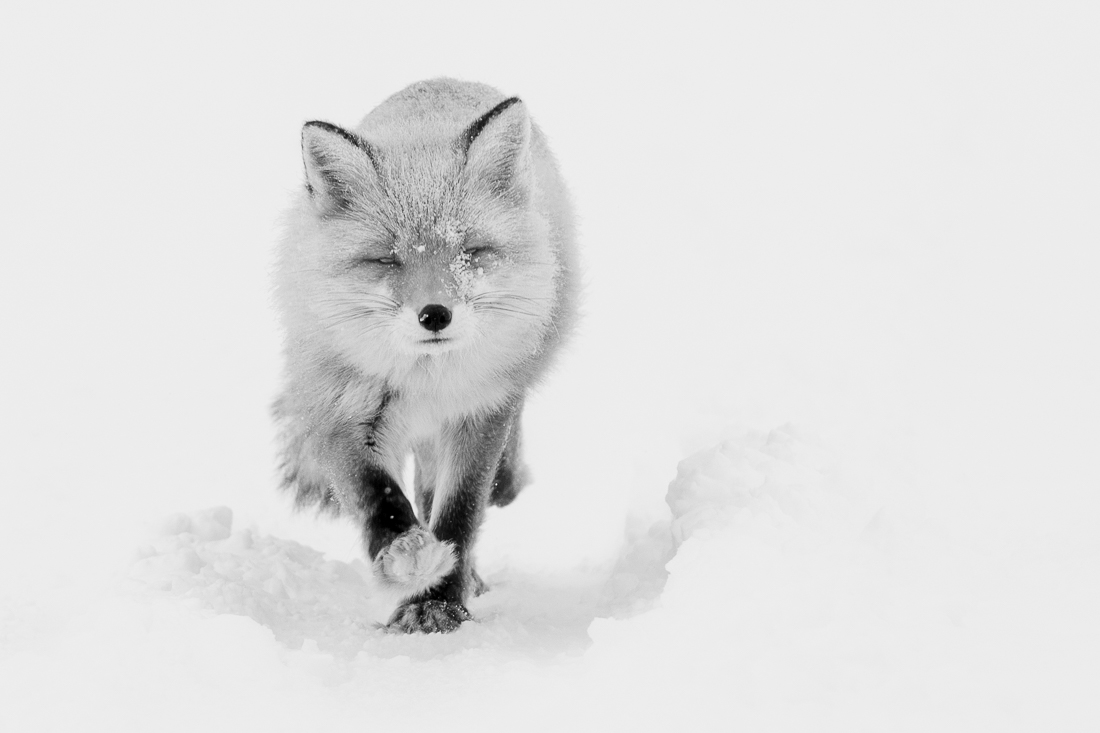 Fox in winter