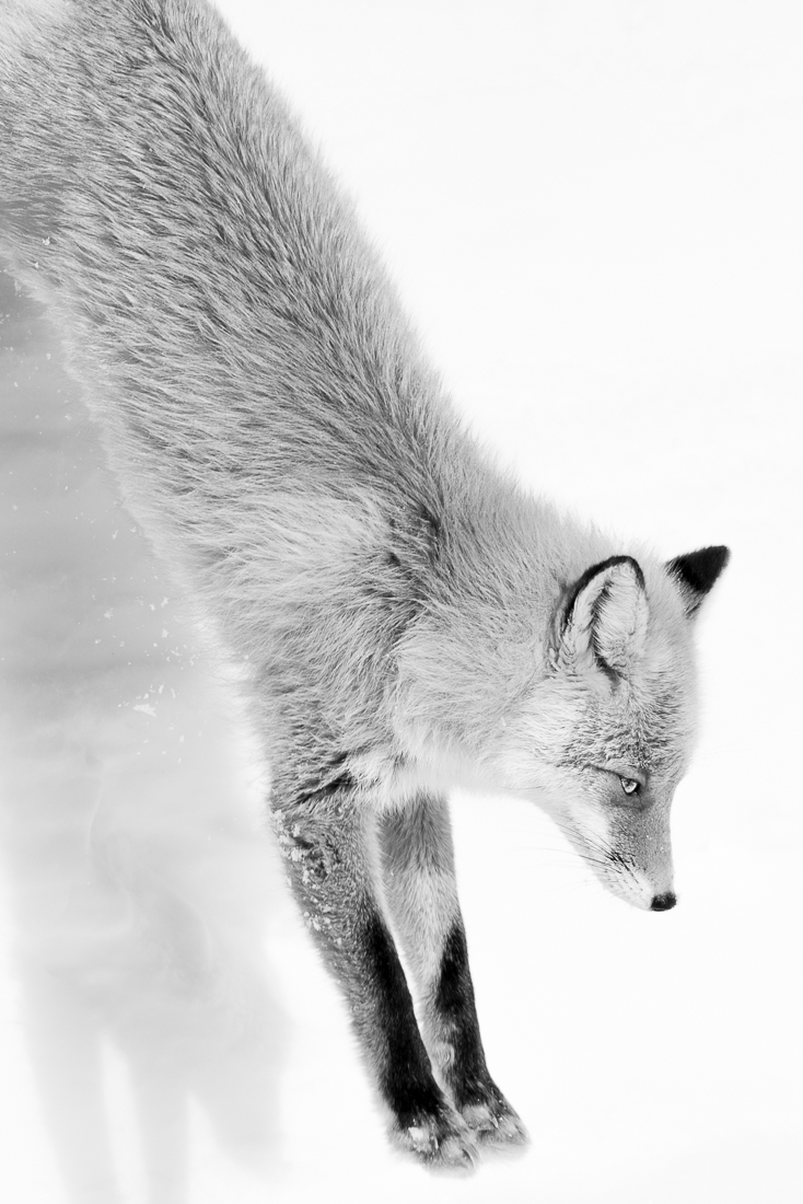 Fox in winter