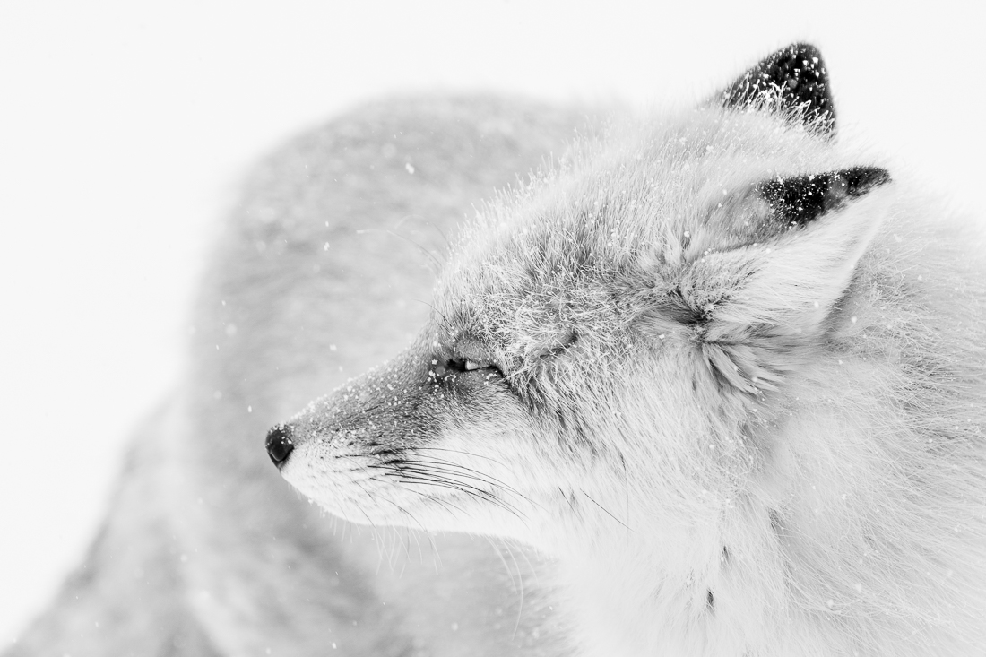 Fox in winter