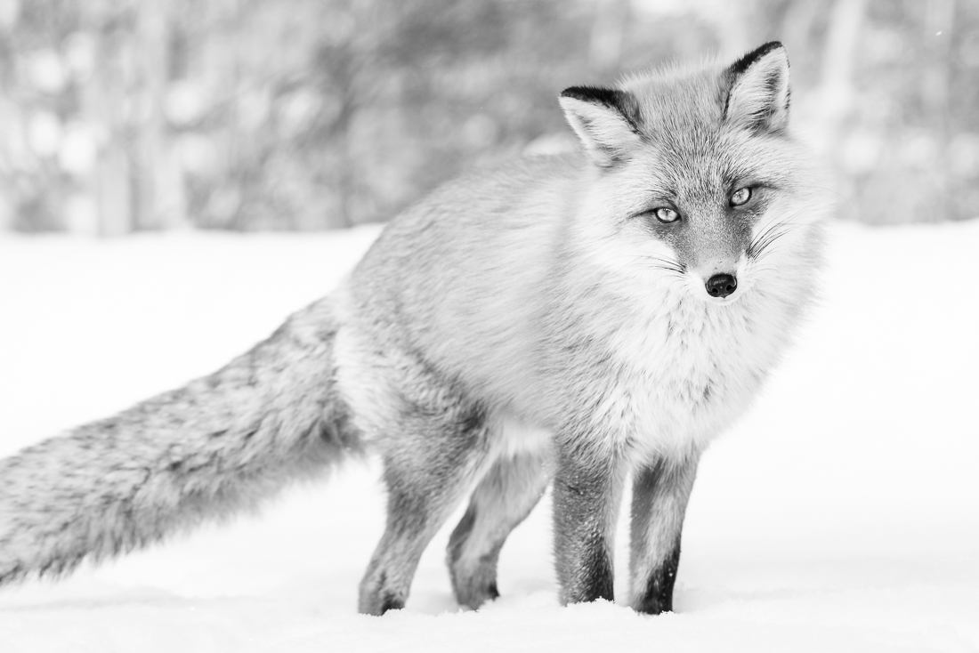 Fox in winter