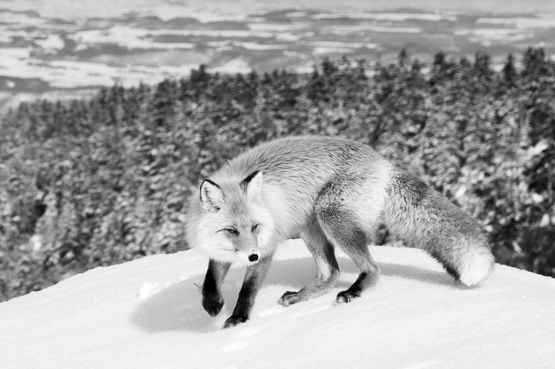 Fox in winter