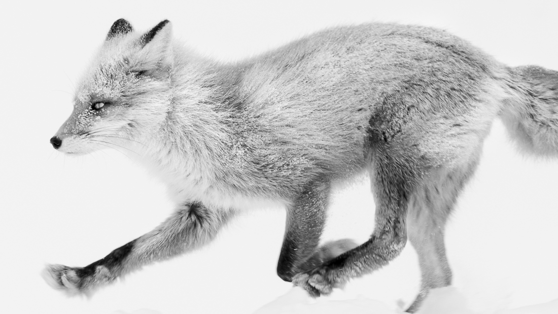 Fox in winter