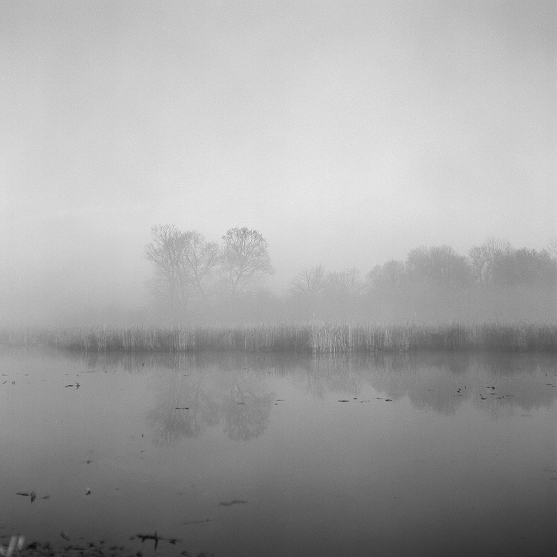 Sounds of morning