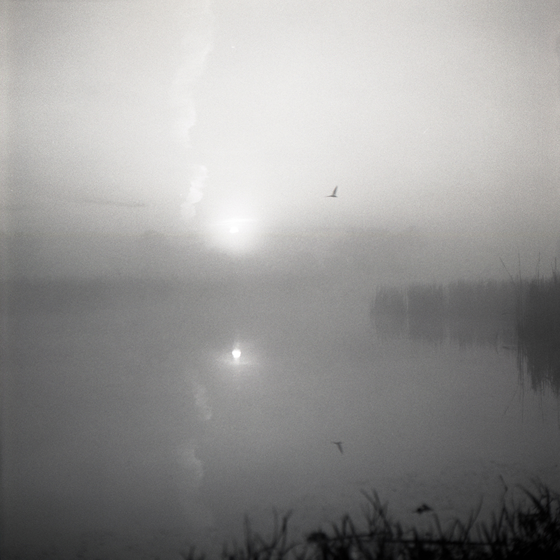 Sounds of morning