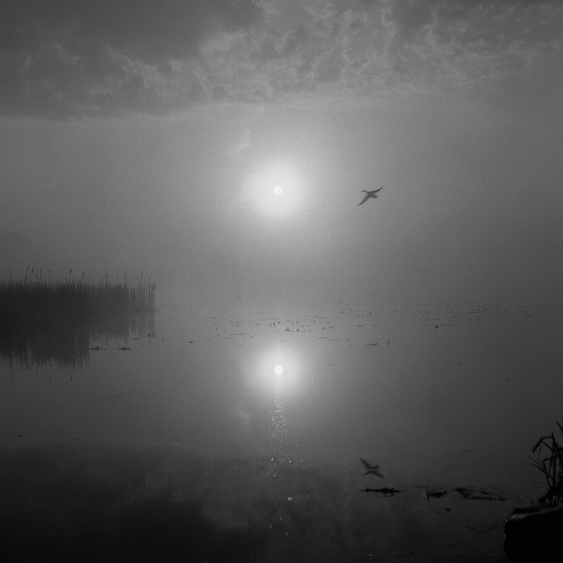 Sounds of morning