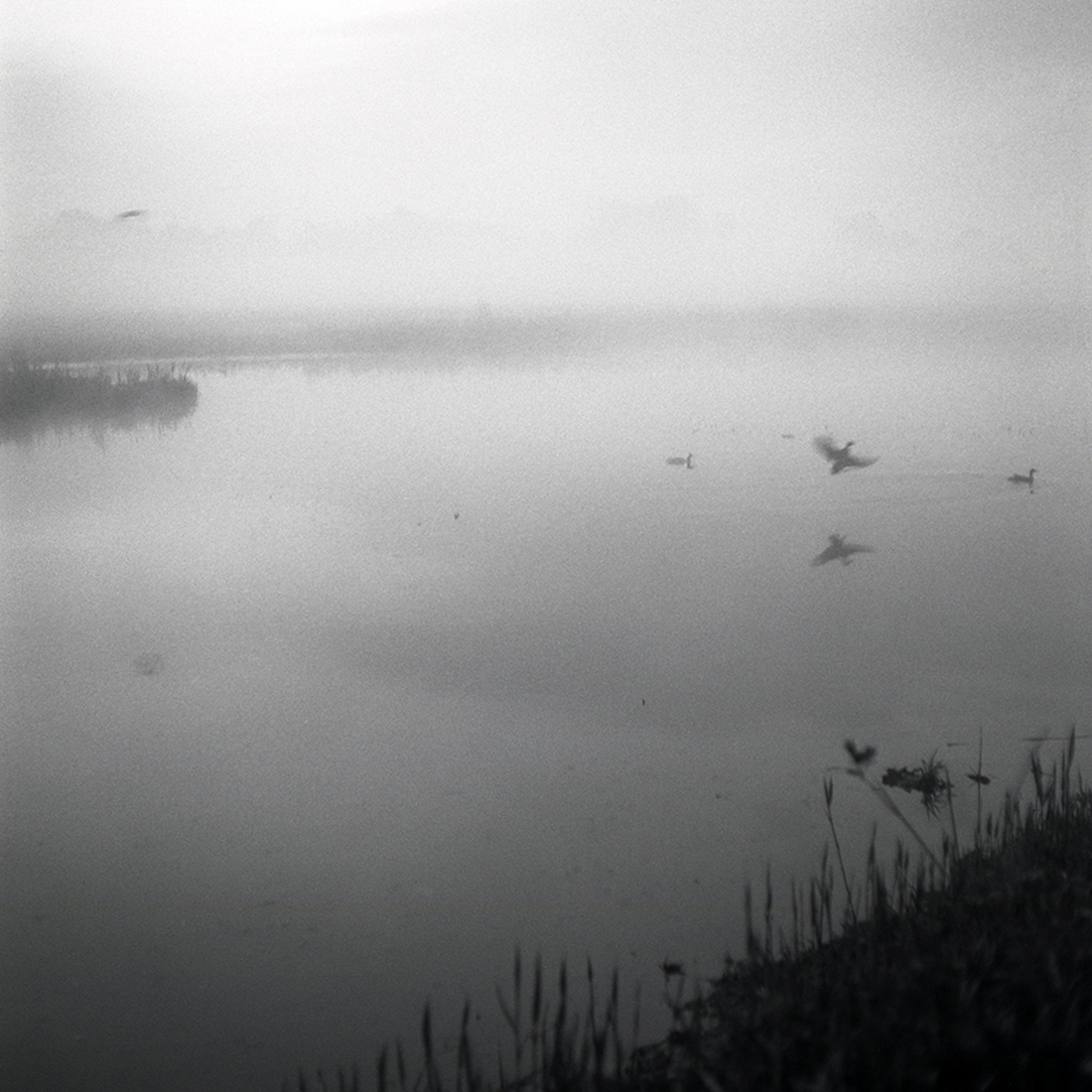 Sounds of morning