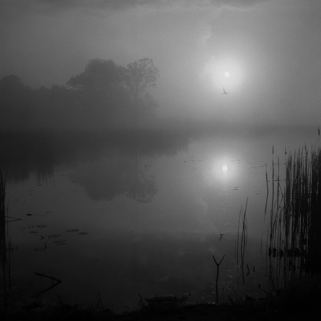 Sounds of morning