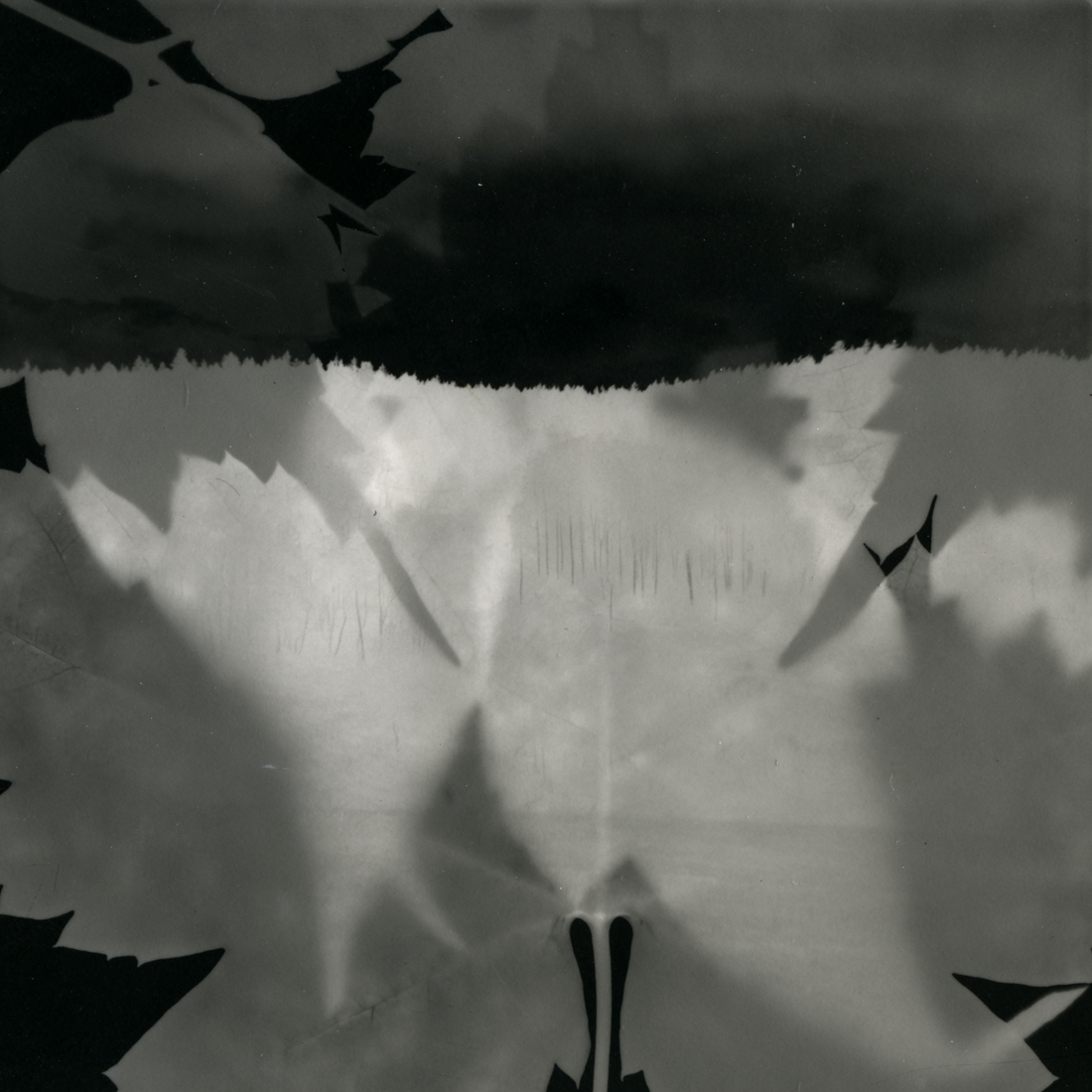 Tree and Leaf