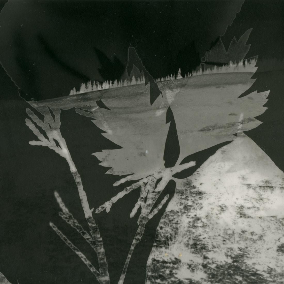 Tree and Leaf