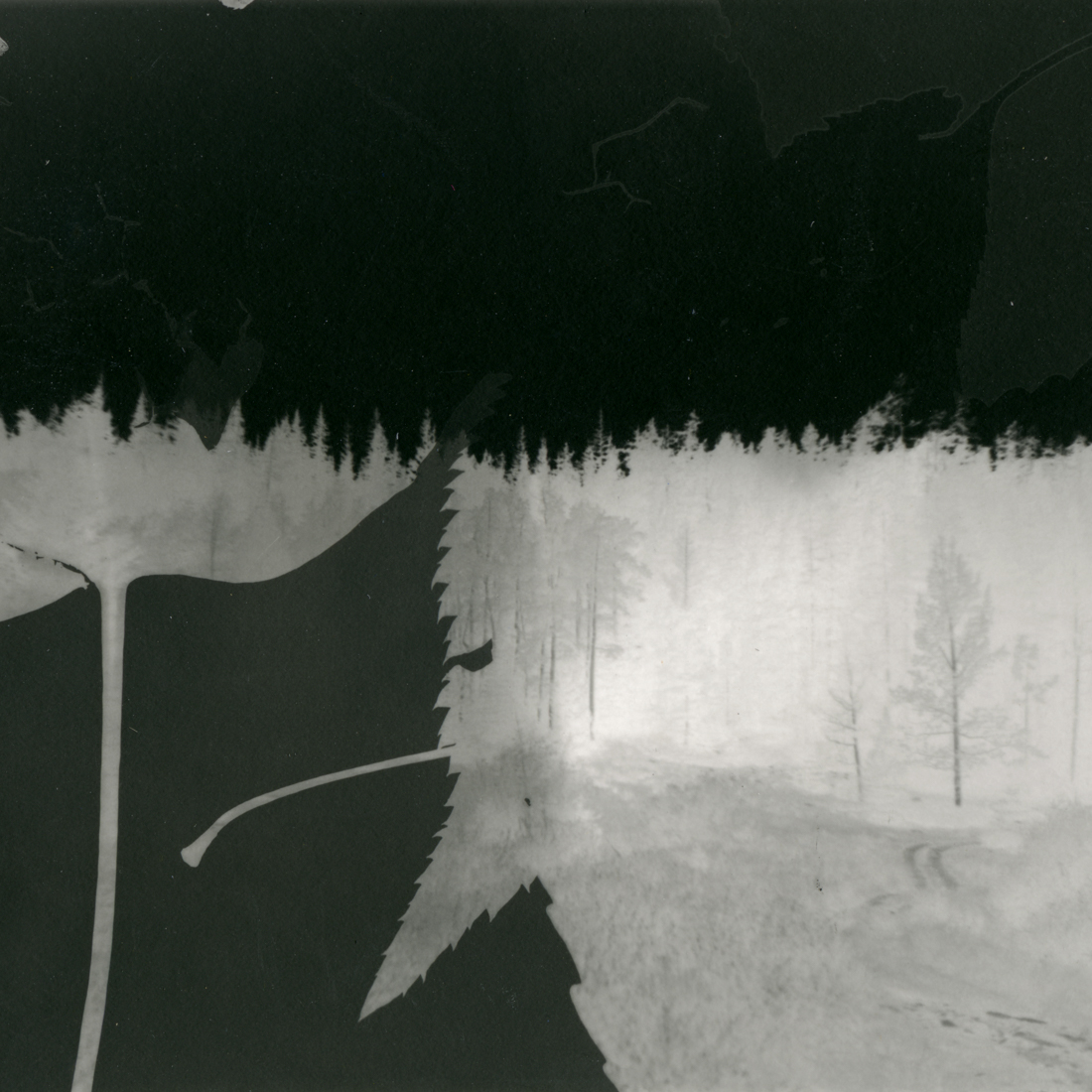 Tree and Leaf