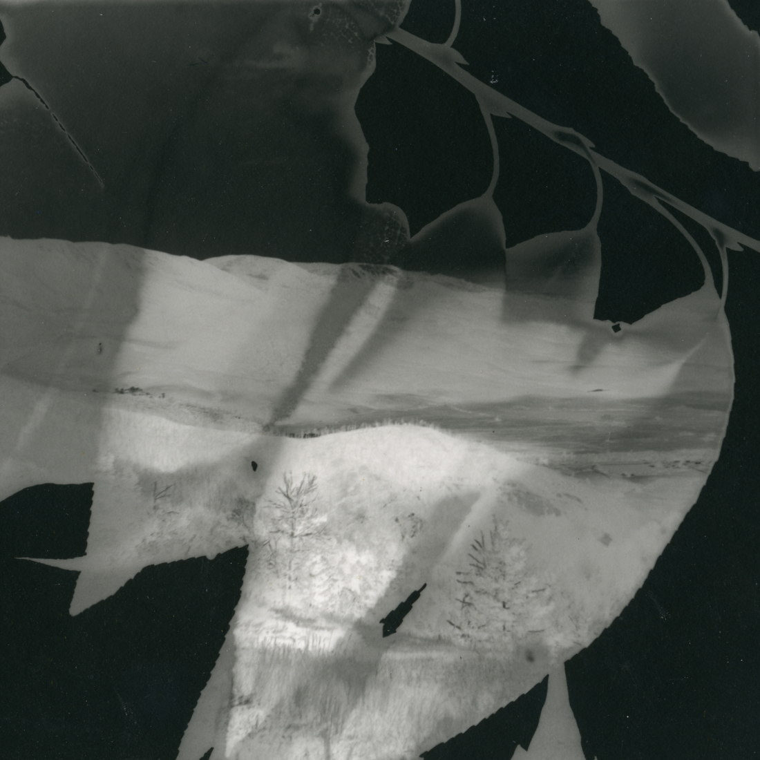Tree and Leaf