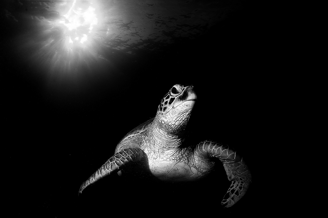 Turtle in the sun