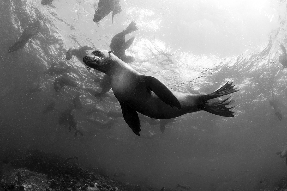 Seal paradise