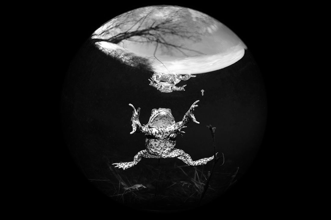 Mating toads
