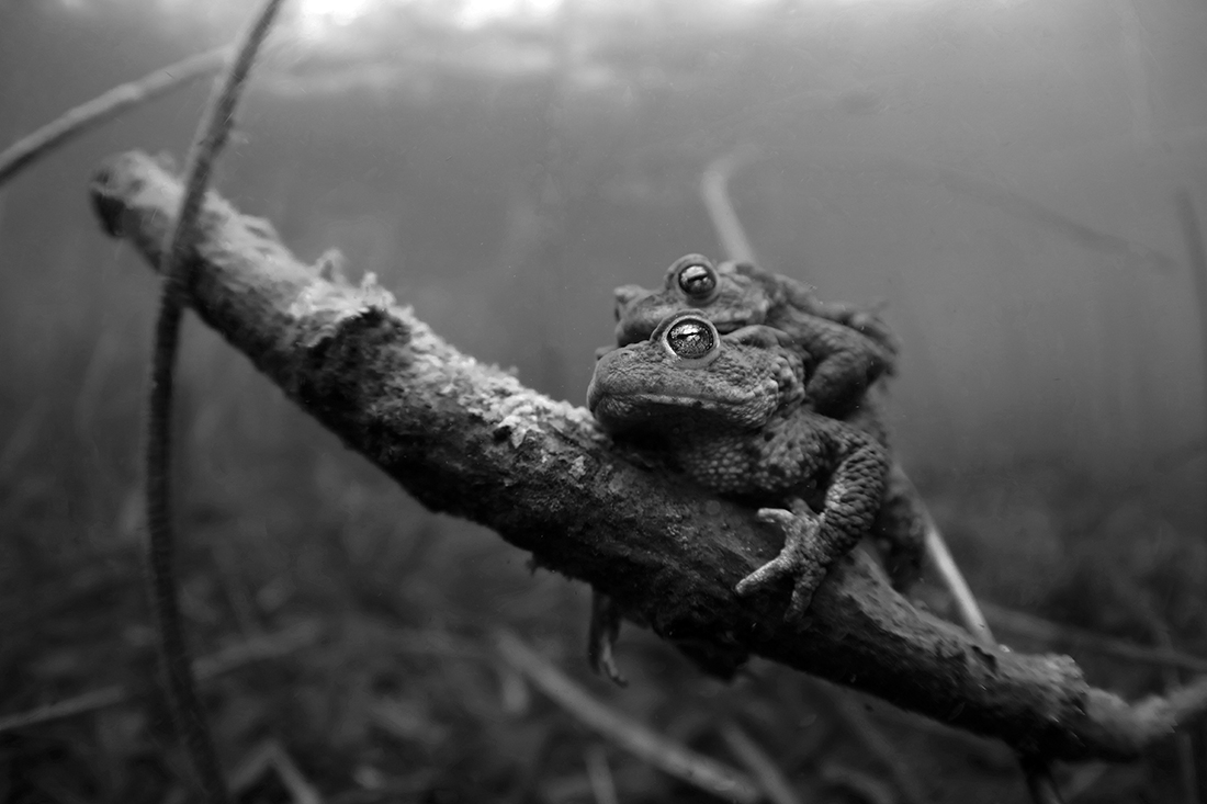Mating toads