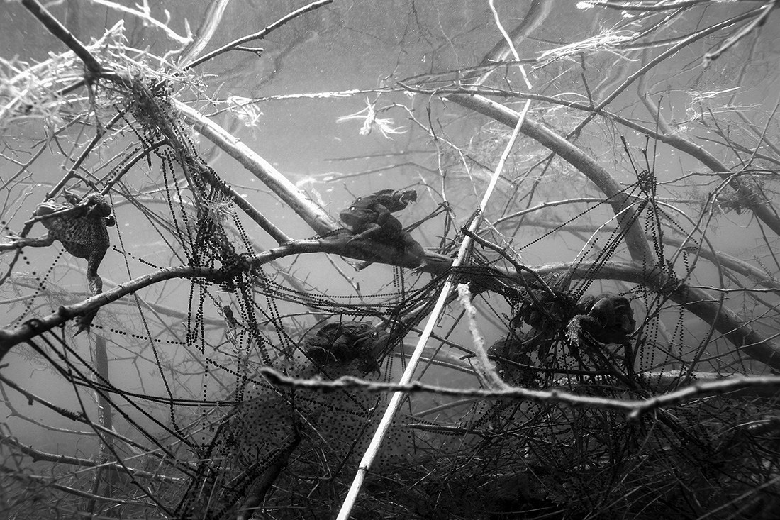 Mating toads