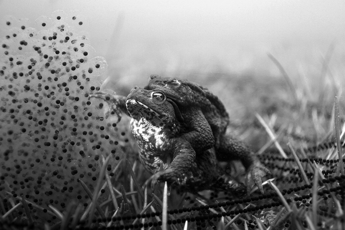 Mating toads