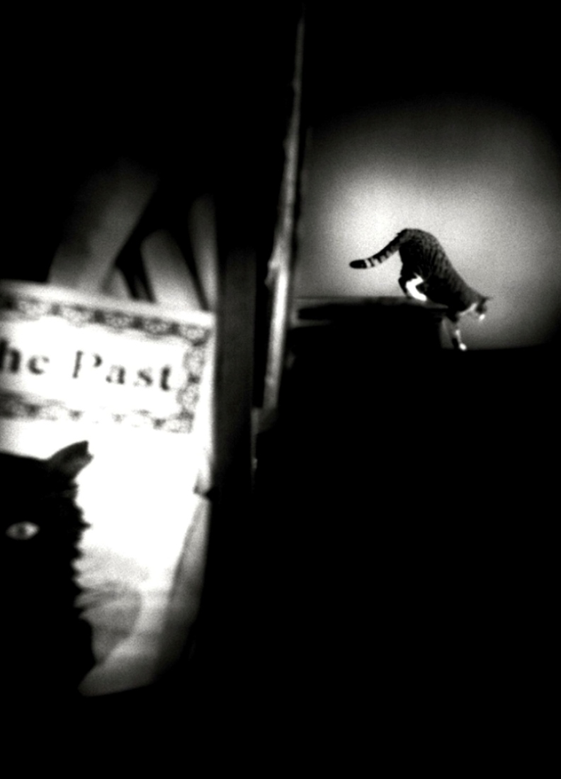 THE LYRIC POETRY - A CAT