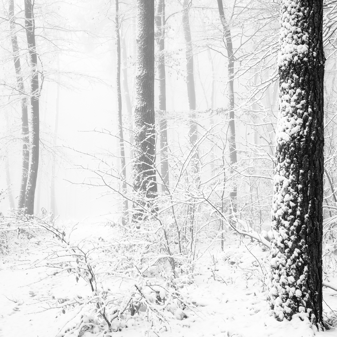 Winter Scenery