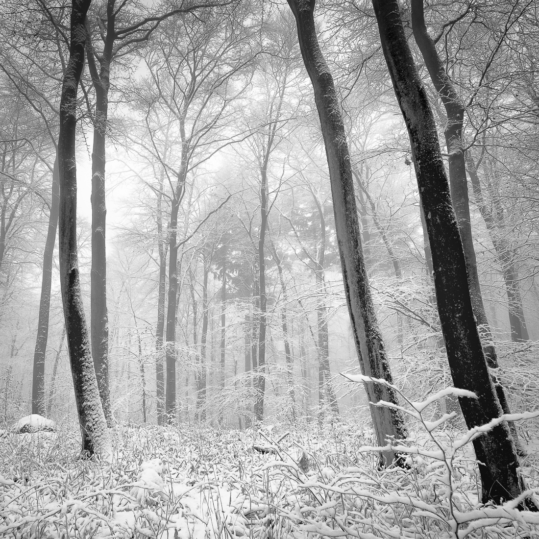 Winter Scenery