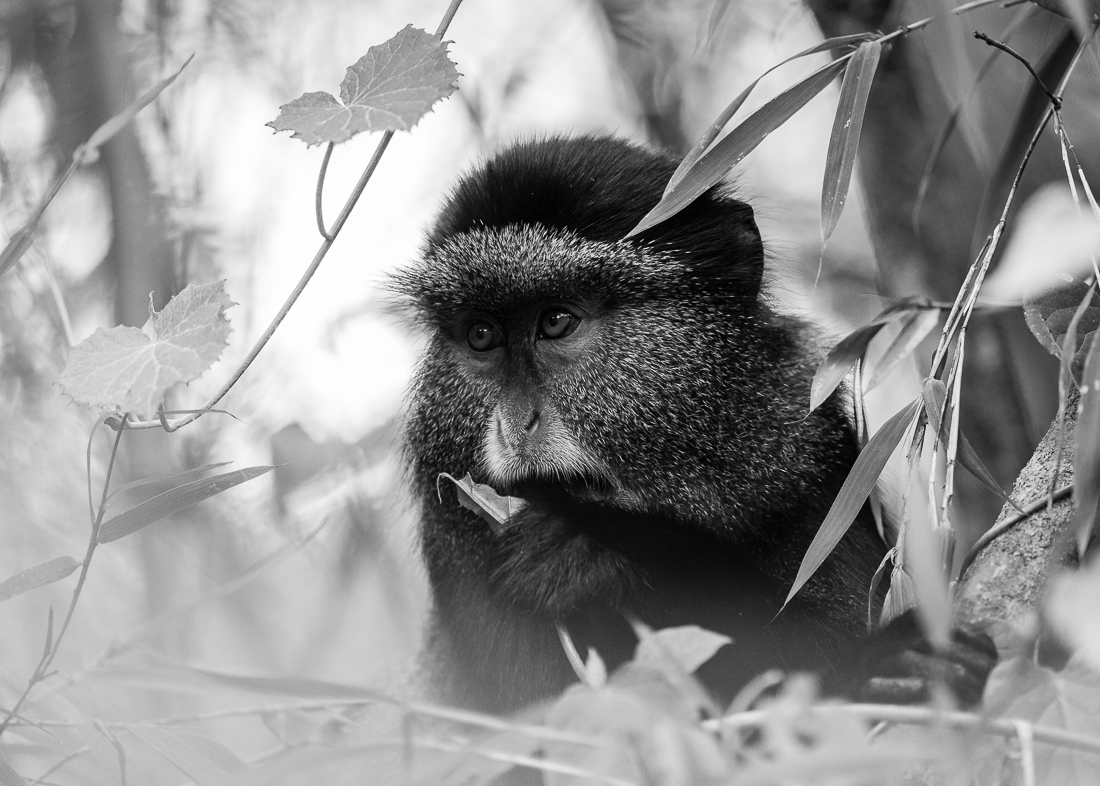 Golden Monkey