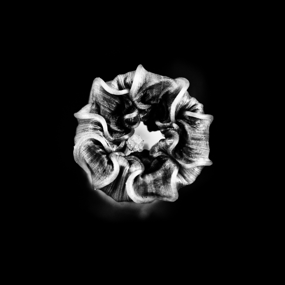 Cosmoflora